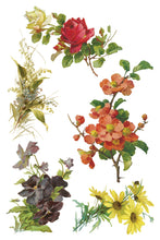 Load image into Gallery viewer, IOD Catharina 8x12 Transfer Set Iron Orchid Designs