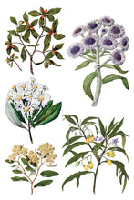 Load image into Gallery viewer, IOD Sarah Featon's Botanicals 8x12 Transfer Pad IronOrchid Designs