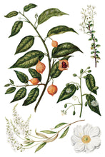 Load image into Gallery viewer, IOD Sarah Featon's Botanicals 8x12 Transfer Pad IronOrchid Designs