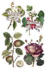 Load image into Gallery viewer, IOD Clementine 8x12 Decor Transfer Iron Orchid Designs