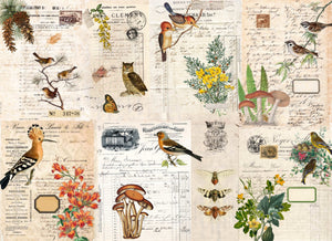 Fall Botanical Blocks Roycycled Treasures Decoupage Paper #161