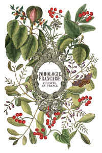 IOD Clementine 8x12 Decor Transfer Iron Orchid Designs