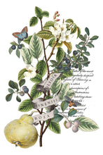 Load image into Gallery viewer, IOD Clementine 8x12 Decor Transfer Iron Orchid Designs

