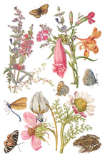 Load image into Gallery viewer, Primrose Isle 8x12 IOD Transfer_Iron Orchid Designs
