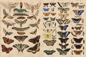 Scientific Butterfly